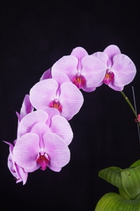 Phalaenopsis Shan Feng Jing Red Peach Orchid Fest HCC/AOS 78 pts.Inflor